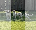Small Greyhound Mix