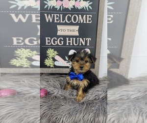 Yorkshire Terrier Puppy for sale in INDIANAPOLIS, IN, USA