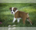 Small #5 Boxer