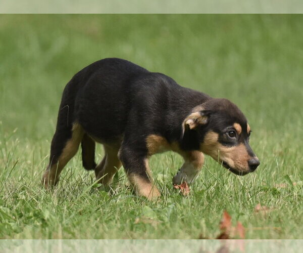 Medium Photo #2 Australian Shepherd-Unknown Mix Puppy For Sale in Mechanicsburg, PA, USA