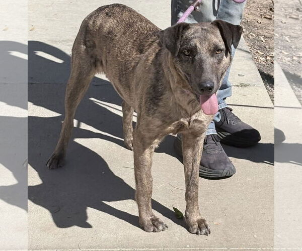 Medium Photo #3 Catahoula Leopard Dog-Retriever  Mix Puppy For Sale in Newport Beach, CA, USA