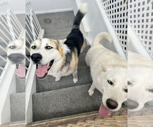 Bandit - Male Siberian Husky-Unknown Mix Dog for Adoption - Photo #10