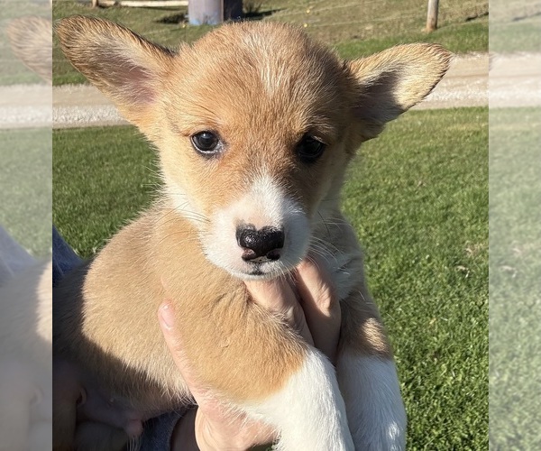 Medium Photo #6 Pembroke Welsh Corgi Puppy For Sale in BELPRE, OH, USA