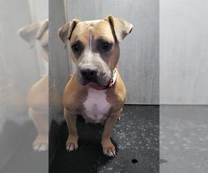 American Staffordshire Terrier-Unknown Mix Dogs for adoption in San Antonio, TX, USA