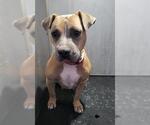 Small American Staffordshire Terrier Mix