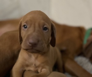 Vizsla Puppy for sale in BRAXTON, MS, USA