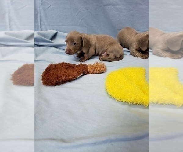 Medium Photo #7 Dachshund Puppy For Sale in RICHMOND, TX, USA