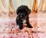 Small Photo #1 Havanese-Poodle (Toy) Mix Puppy For Sale in TECUMSEH, MI, USA