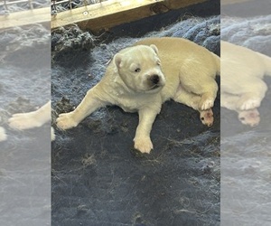 Siberian Husky Puppy for sale in DOUGLASVILLE, GA, USA
