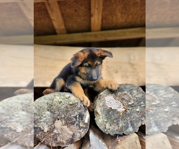 Medium Photo #2 German Shepherd Dog Puppy For Sale in NICHOLASVILLE, KY, USA