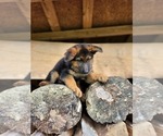 Small Photo #2 German Shepherd Dog Puppy For Sale in NICHOLASVILLE, KY, USA