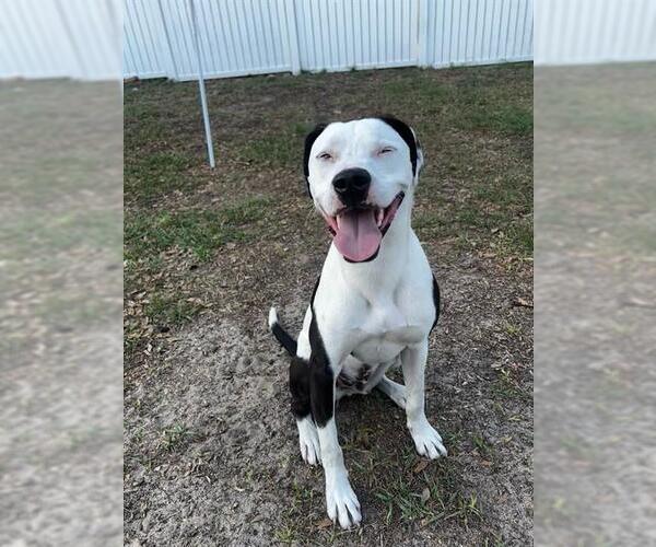 Medium Photo #1 Mutt Puppy For Sale in Ocala, FL, USA