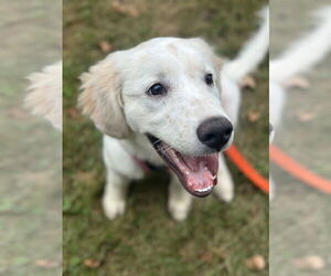 Medium Great Pyrenees