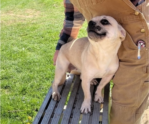 Medium Photo #57 French Bullhuahua Puppy For Sale in SPRAGGS, PA, USA
