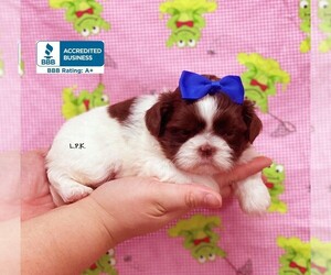 Shih Tzu Puppy for sale in WINNSBORO, LA, USA