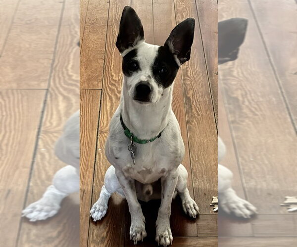 Medium Photo #8 Rat Terrier-Unknown Mix Puppy For Sale in Oak Bluffs, MA, USA