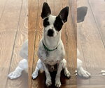 Small #7 Rat Terrier Mix