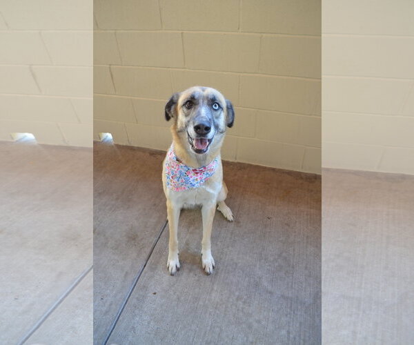 Medium Photo #1 Mutt Puppy For Sale in McKinney, TX, USA