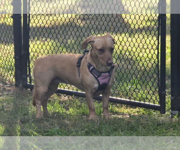 Medium Photo #4 Basset Hound-Labrador Retriever Mix Puppy For Sale in Morganville, NJ, USA