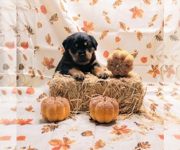 Medium Photo #1 Rottweiler Puppy For Sale in ROCKFORD, IL, USA