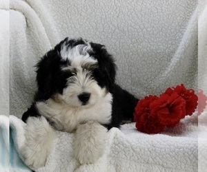 Miniature Bernedoodle Puppy for sale in FREDERICKSBURG, OH, USA