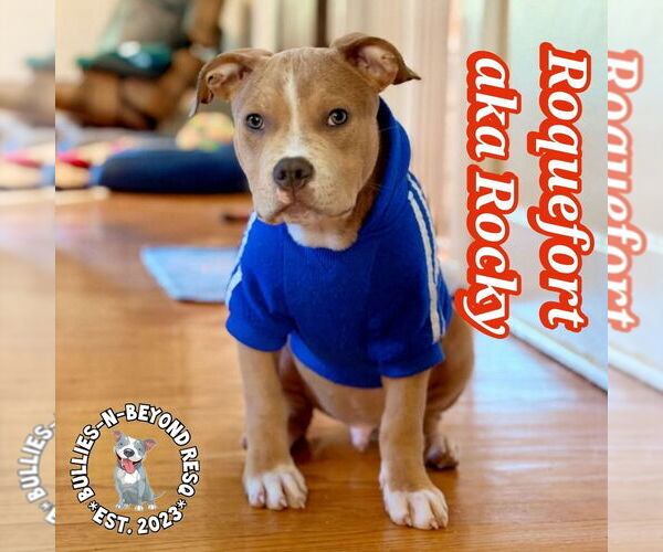 Medium Photo #12 Staffordshire Bull Terrier-Unknown Mix Puppy For Sale in Omaha, NE, USA
