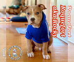 Small #11 Staffordshire Bull Terrier Mix