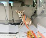 Small #7 Saluki-Whippet Mix