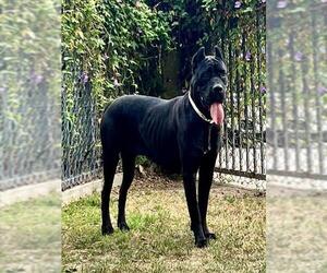 Mastiff-Unknown Mix Dogs for adoption in Riverside, CA, USA