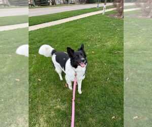 Border Collie-Huskies  Mix Dogs for adoption in Minneapolis, MN, USA