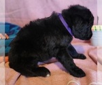 Small Photo #24 Bernedoodle Puppy For Sale in COOLIDGE, AZ, USA