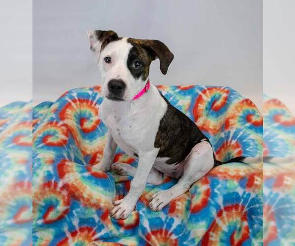 Medium Photo #5 Boxer-Unknown Mix Puppy For Sale in Kennesaw, GA, USA
