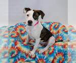 Small #4 Boxer Mix