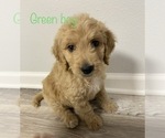Small Photo #3 Goldendoodle Puppy For Sale in JACKSON, MO, USA