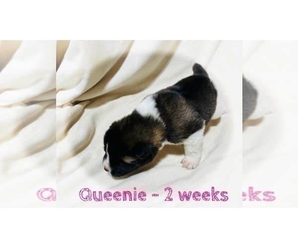 Medium Photo #17 Akita Puppy For Sale in BUTLER, PA, USA