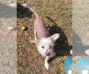 Chinese Crested Puppy for sale in CHRISTIANA, DE, USA