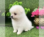 Small #1 Pomeranian