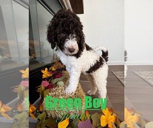 Goldendoodle mix (+ Poodle Standard) Puppy for sale in ANDERSON, SC, USA