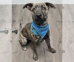 Small #1 Holland Shepherd-Plott Hound Mix