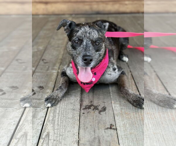 Medium Photo #14 Catahoula Leopard Dog Puppy For Sale in Euless, TX, USA