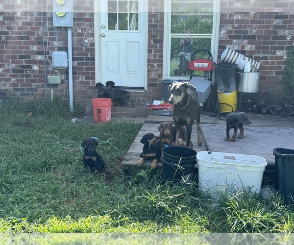 Medium Photo #1 Doberman Pinscher Puppy For Sale in GOOSE CREEK, SC, USA