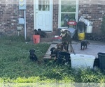 Puppy Red Doberman Pinscher