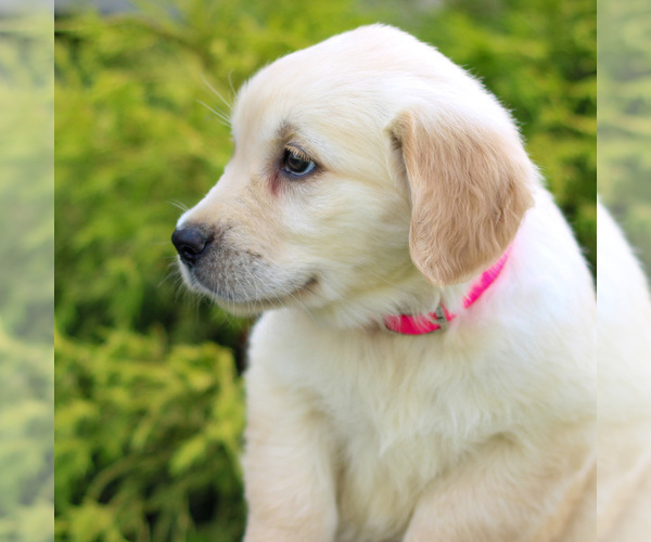Medium Photo #3 Golden Retriever Puppy For Sale in LITITZ, PA, USA