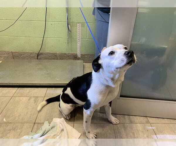 Medium Photo #1 American Staffordshire Terrier-Unknown Mix Puppy For Sale in Grand Prairie, TX, USA