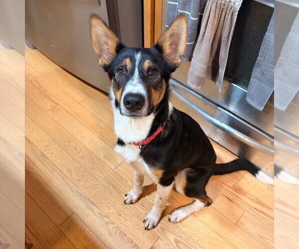 Medium Photo #5 Mutt Puppy For Sale in Canton, CT, USA