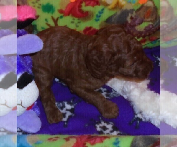 Medium Photo #19 Poodle (Standard) Puppy For Sale in CLATSKANIE, OR, USA