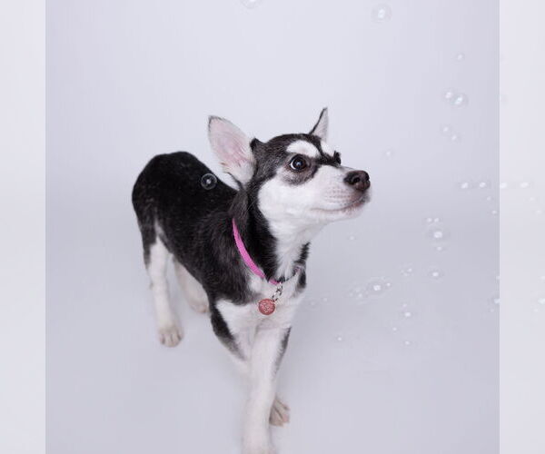 Medium Photo #21 Siberian Husky-Unknown Mix Puppy For Sale in Fargo, ND, USA