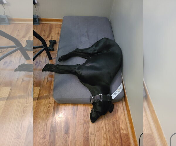 Medium Photo #6 Doberman Pinscher Puppy For Sale in Minneaoplis, MN, USA