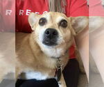 Small #5 Chihuahua Mix