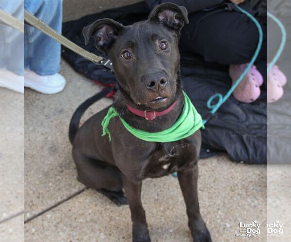 Medium Photo #6 Labrador Retriever-Unknown Mix Puppy For Sale in Washington, DC, USA
